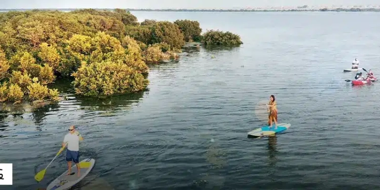 Mangrove Beach Best Natural Attractions in UAE