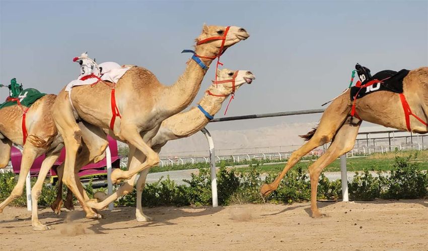 Camel racing is the most popular sports in the UAE