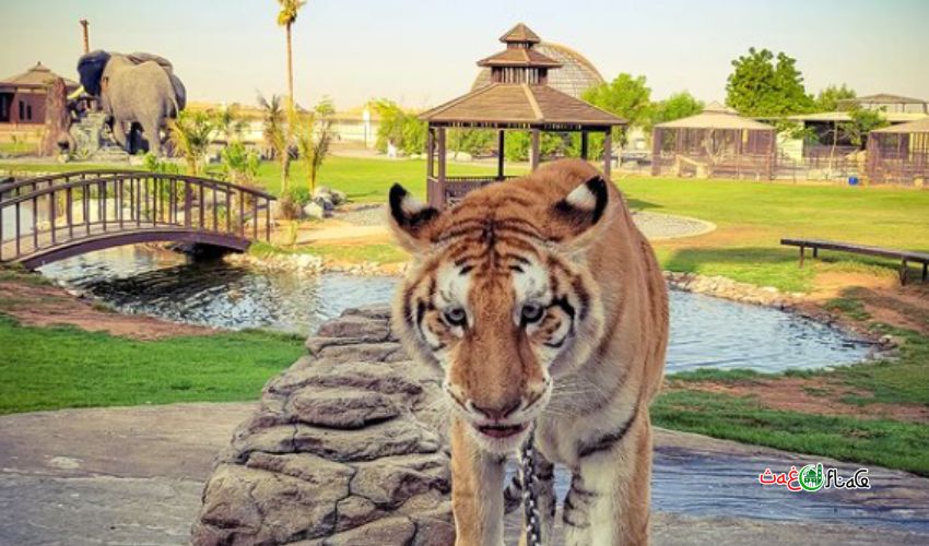 Umm Al Quwain Zoo attractions and highlights